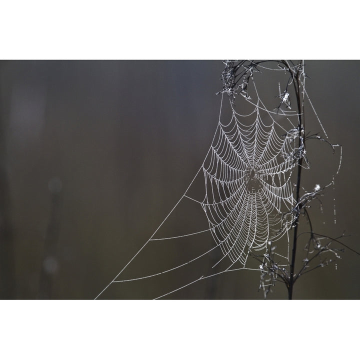 Spider Web Covered In Dew Drops Florida. Poster Print Image 1