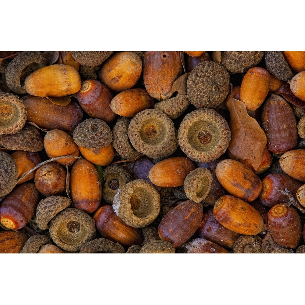 Acorns On Frozen Ground. Poster Print Image 1