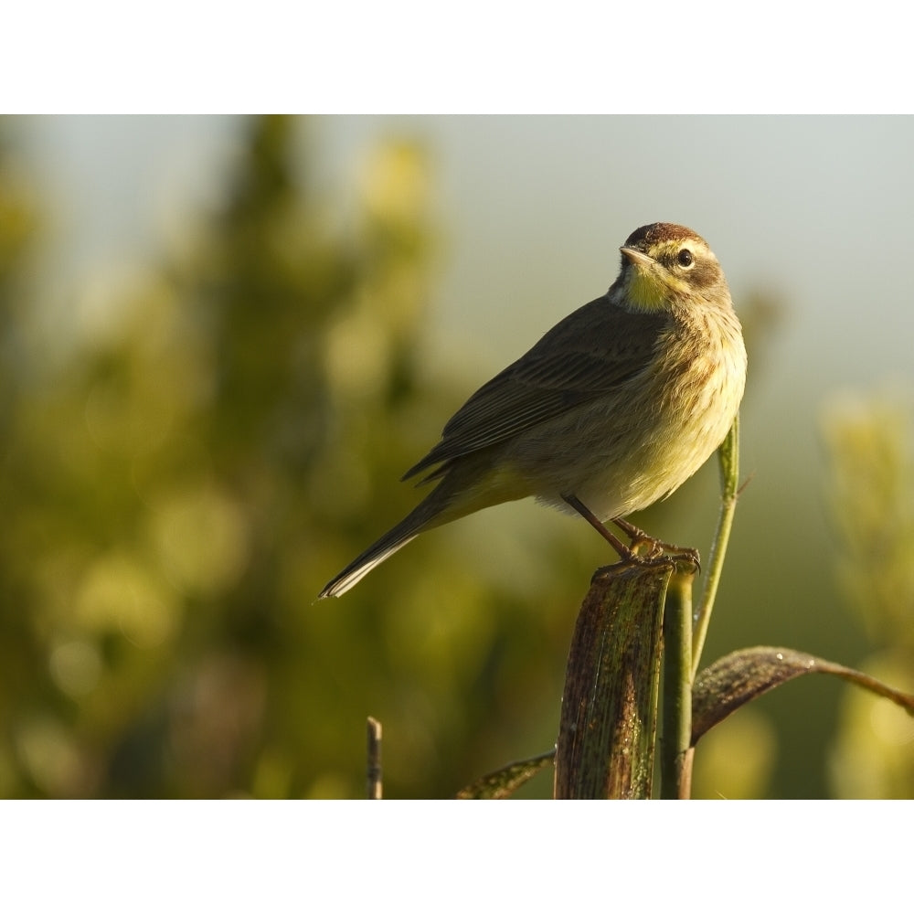 Palm Warbler Everglades National Park Florida Poster Print Image 2