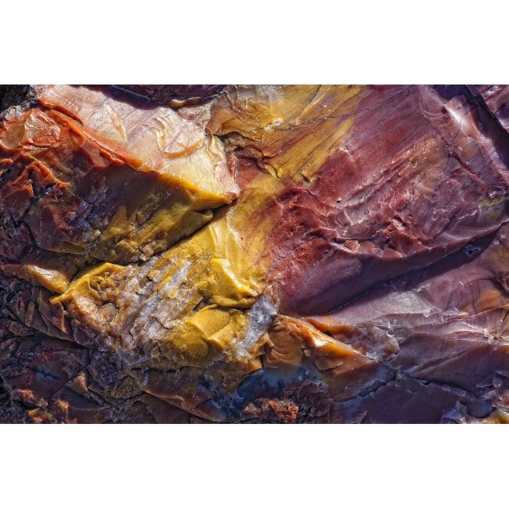 Close Up Of Petrified Wood Petrified Forest National Park Utah. Poster Print Image 2