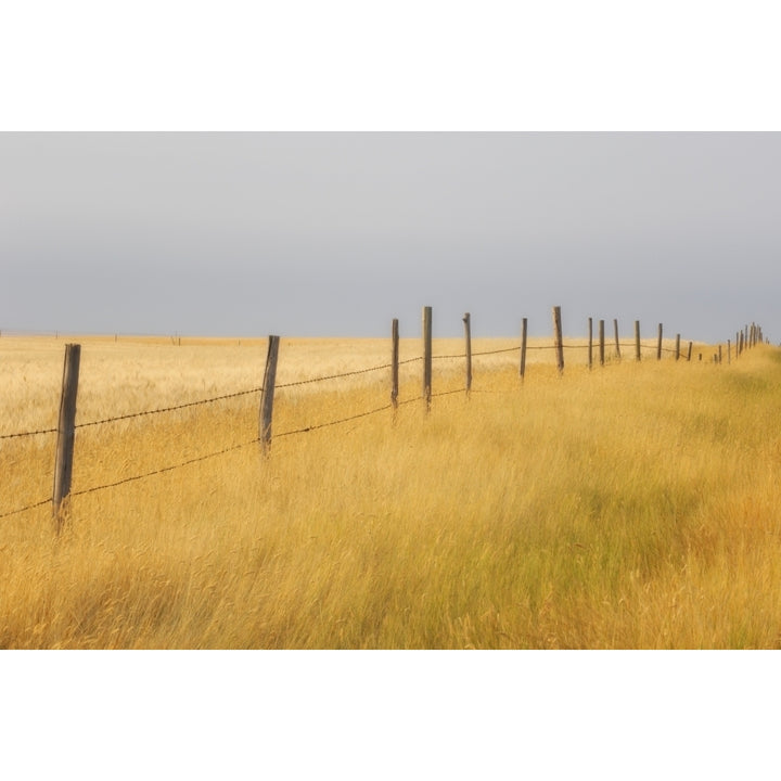 Barley Field And Fenceline Southern Saskatchewan Poster Print Image 1