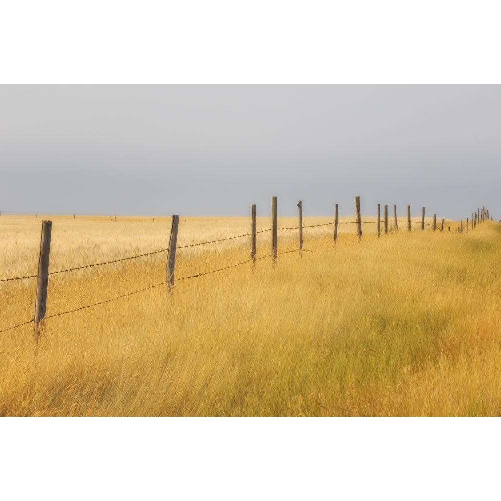 Barley Field And Fenceline Southern Saskatchewan Poster Print Image 2