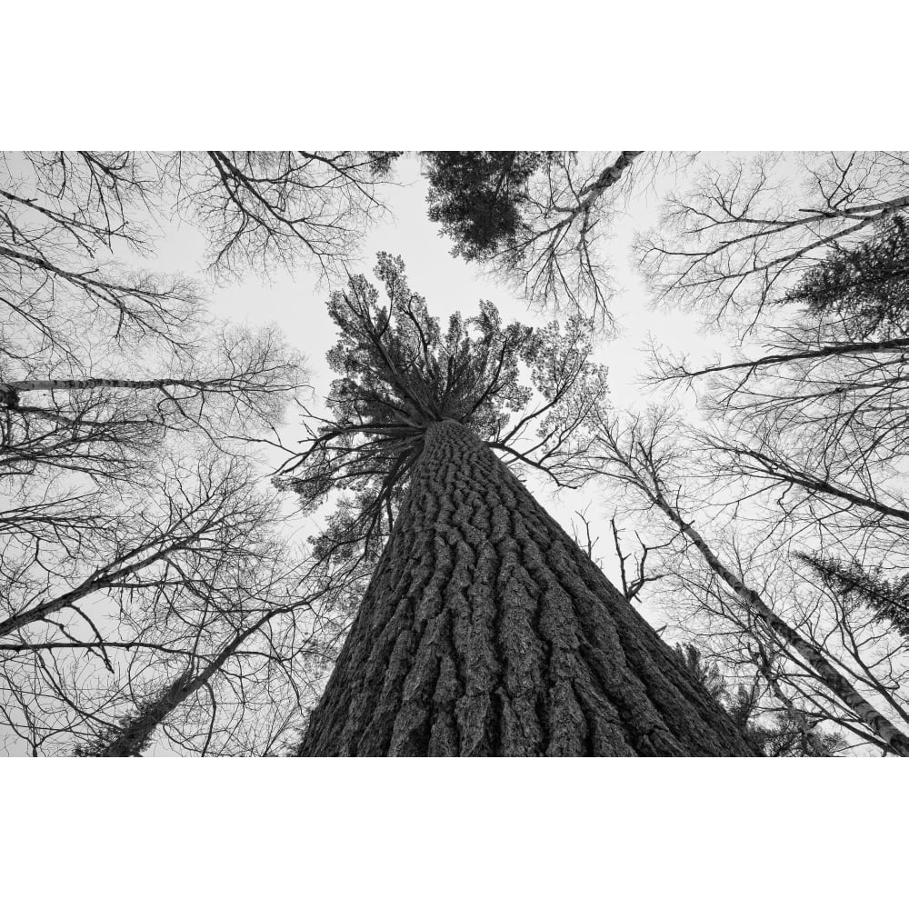 Black And White Image Of A Large White Pine In Algonquin Park Ontario. Poster Print Image 1