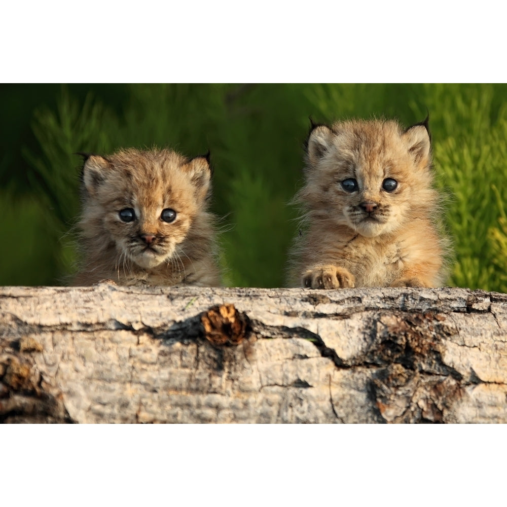 Canadian Lynx Kittens Looking Over A Log Alaska Poster Print Image 1