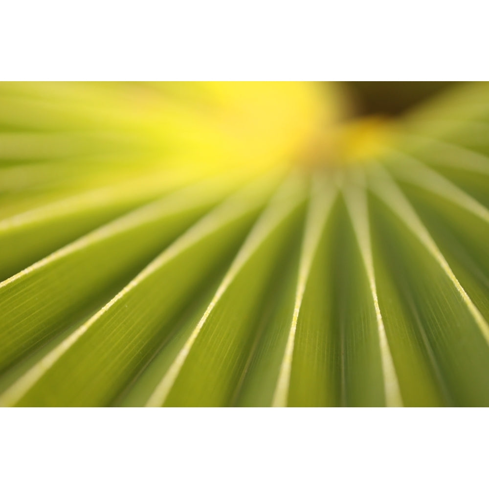 Close Up Of A Plant On The Island Of Kauai Hawaii Poster Print Image 1