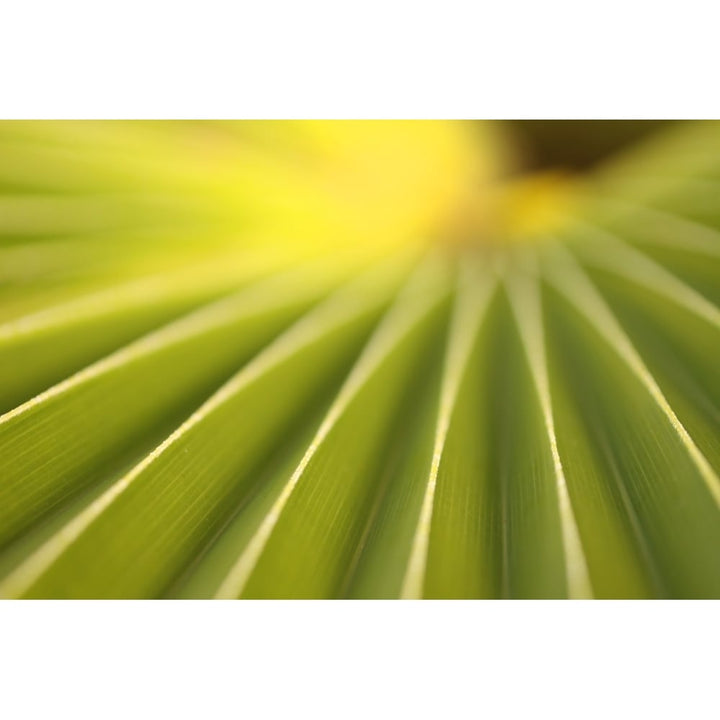 Close Up Of A Plant On The Island Of Kauai Hawaii Poster Print Image 1