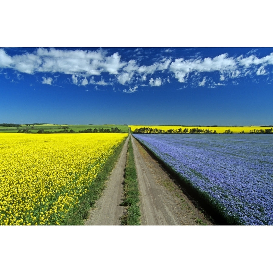 Road Through Flowering Flax And Canola Fields Tiger Hills Near Somerset Manitoba Poster Print Image 1