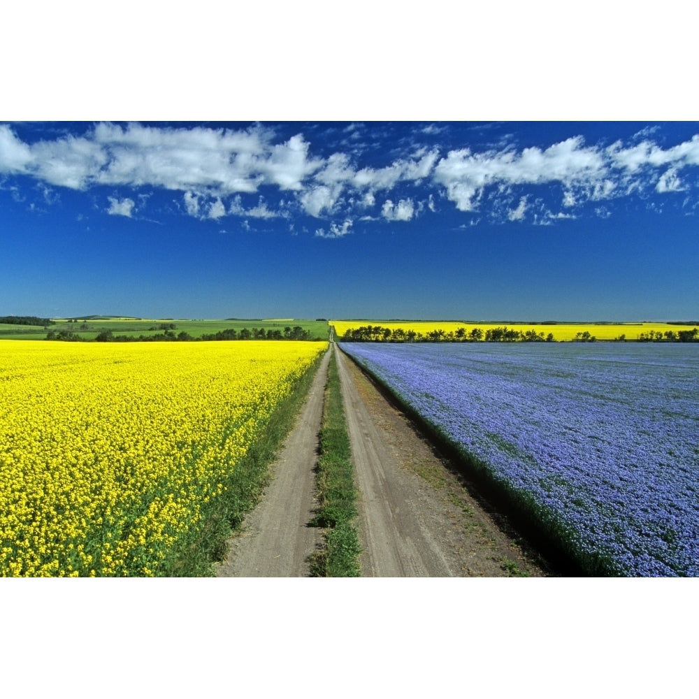 Road Through Flowering Flax And Canola Fields Tiger Hills Near Somerset Manitoba Poster Print Image 2