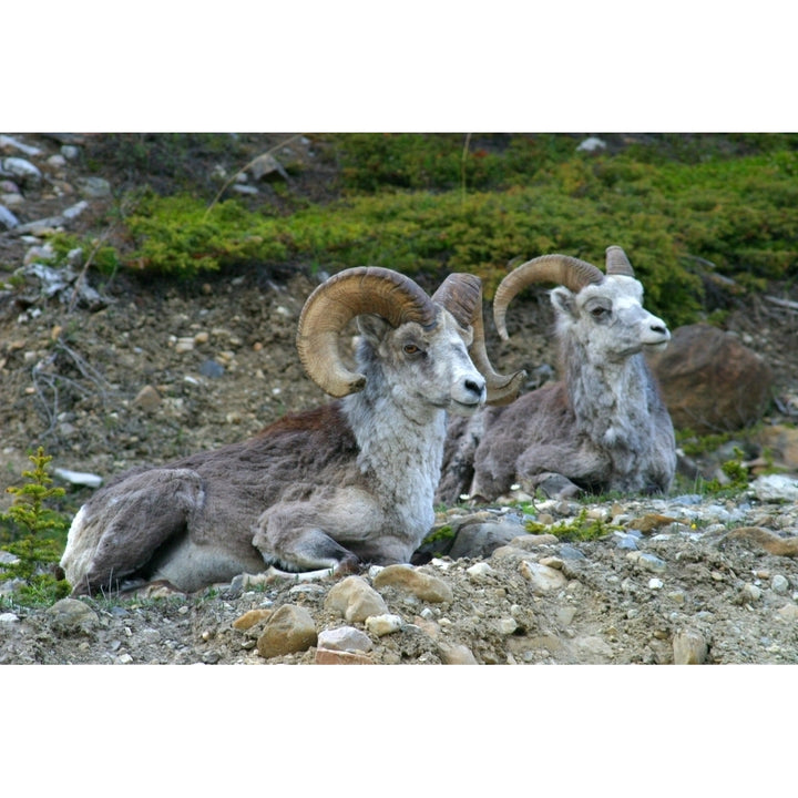 Stone Mountain Sheep Stone Mountain Provincial Park British Columbia Poster Print Image 1