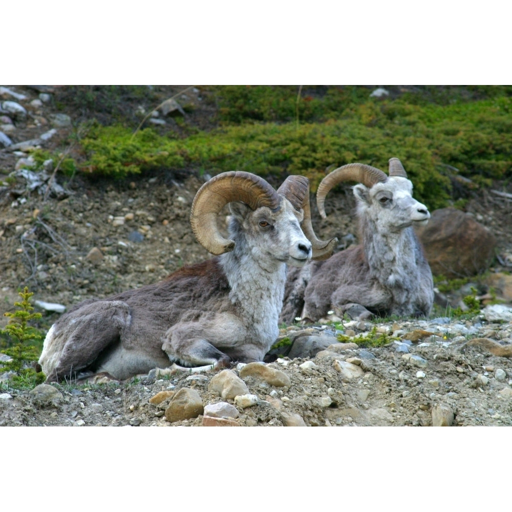 Stone Mountain Sheep Stone Mountain Provincial Park British Columbia Poster Print Image 2