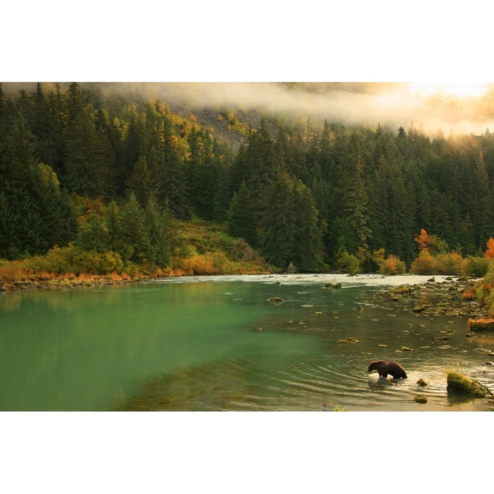 Grizzly Bear Fishing In Chilkoot River Haines Alaska. Poster Print Image 2