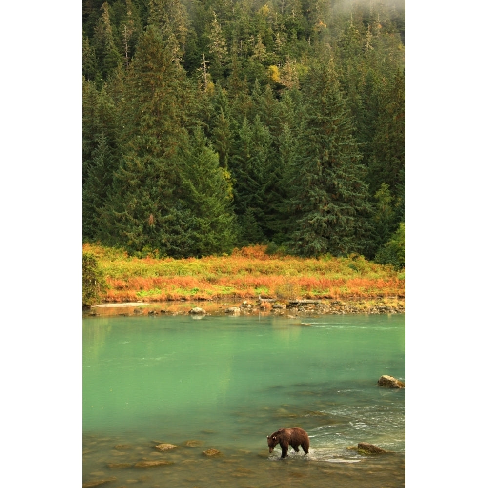 Grizzly Bear Fishing In Chilkoot River Haines Alaska. Poster Print Image 1