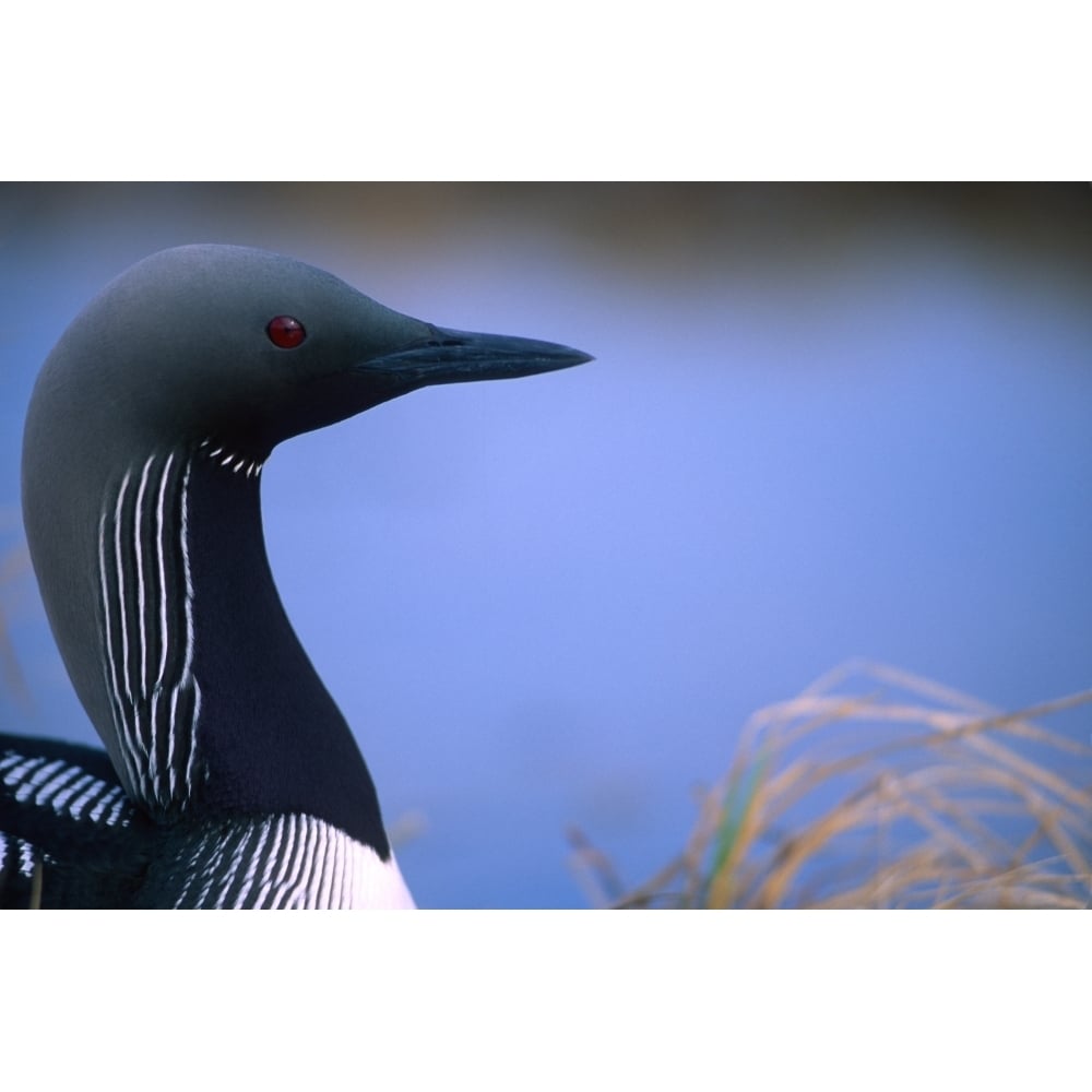 Close Up Portrait Of An Arctic Loon Richardson Mountains Yukon Poster Print Image 1