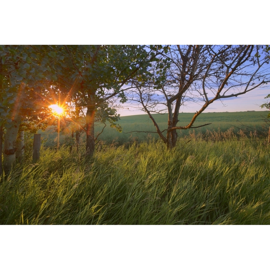 Sunrise On A Farm During The Summer In Central Alberta Poster Print Image 1