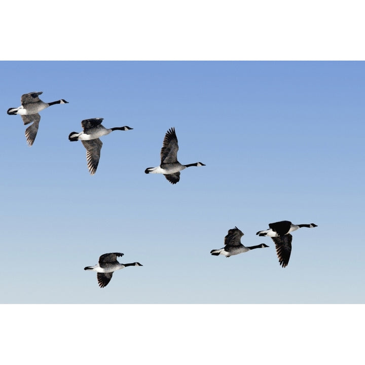 Canada Geese In Flight Algonquin Park Ontario Poster Print Image 1