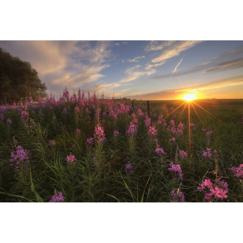 Prairie Wildflowers During Sunset In Central Alberta Poster Print Image 1