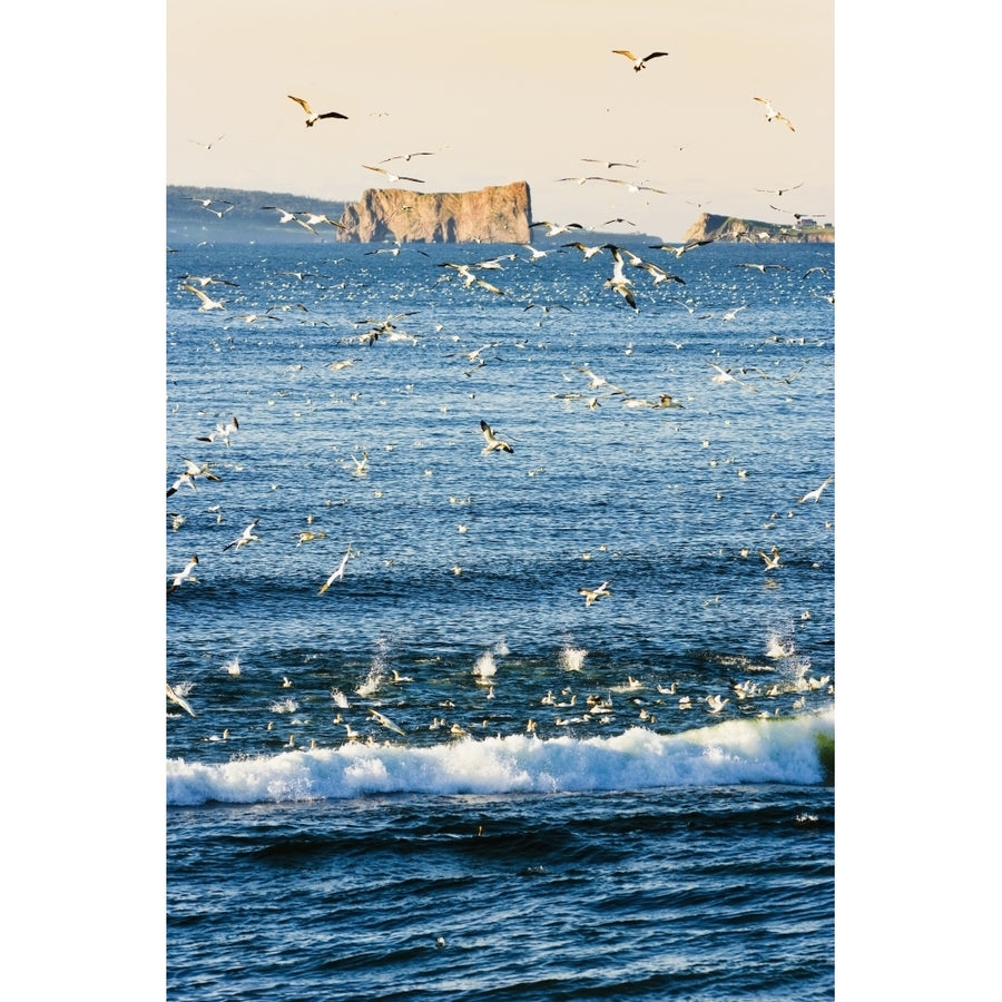 Gannets In Flight And Perce Rock At Sunrise From Barachois Gaspesie Quebec Poster Print Image 1