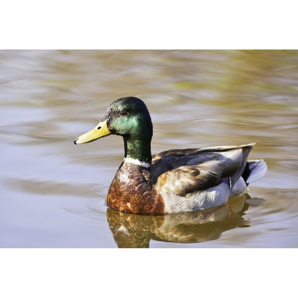 Male Mallard Duck In Water Assiniboine Park Winnipeg Manitoba Poster Print Image 1