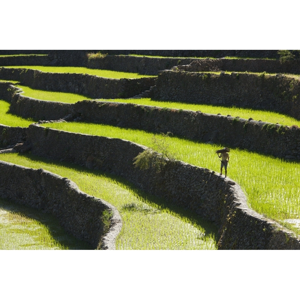 A Farmer Walks Along The Famous Rice Terraces; Batad Northern Luzon Philippines Poster Print Image 1