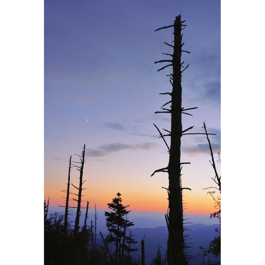 Dead Trees And Moon At Dusk From Clingmans Dome Great Smoky Mountains National Park North Carolina Print Image 1