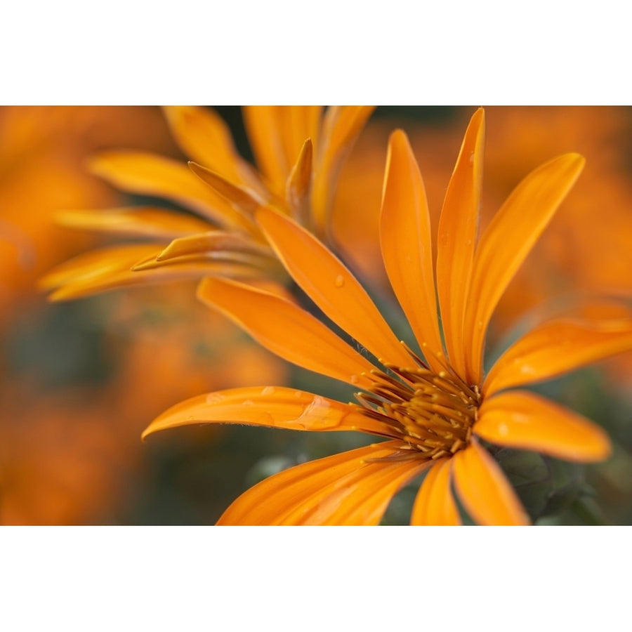 Close-Up Metusia Naranja Flower. Patagonia Argentina Poster Print Image 1