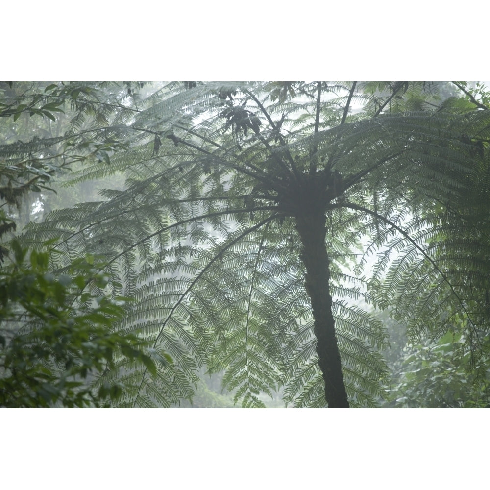 Cloud Forest Ceiling Costa Rica Poster Print Image 1