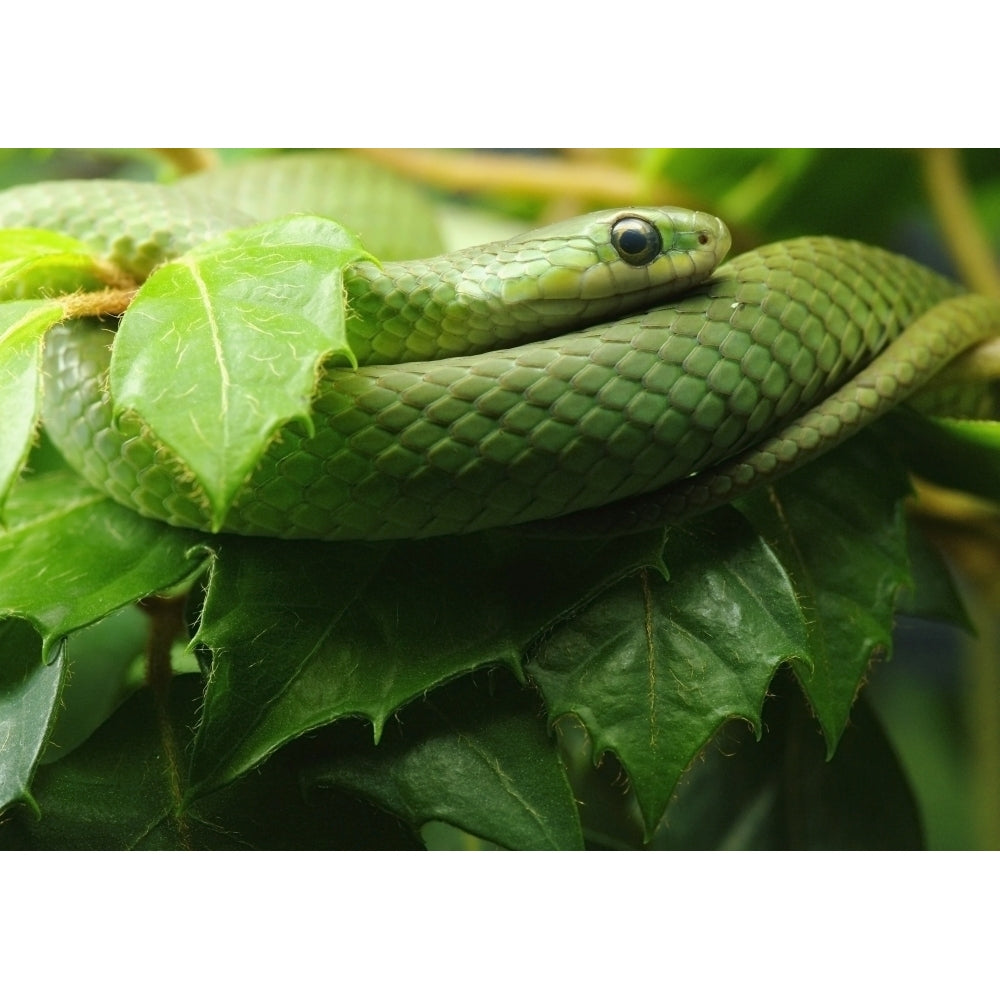 Smooth Greensnake Liochlorophis Vernalis Ecomuseum Steannedebellevue Quebec Canada Image 1