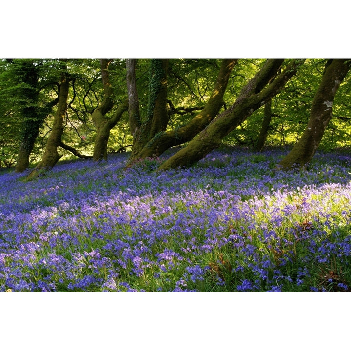 Mount Congreve Gardens; County Waterford Ireland Poster Print Image 1