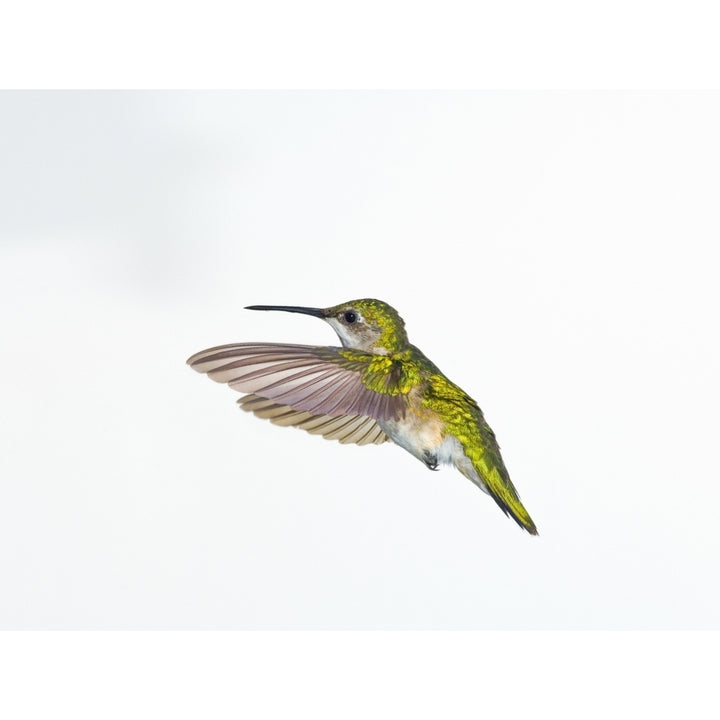 Ruby-Throated Hummingbird . Female. Fairly Common In Gardens Nova Scotia Canada. Print Image 2