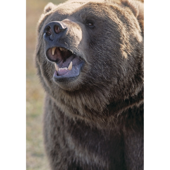 Captive Kodiak Grizzly Bear Poster Print Image 1