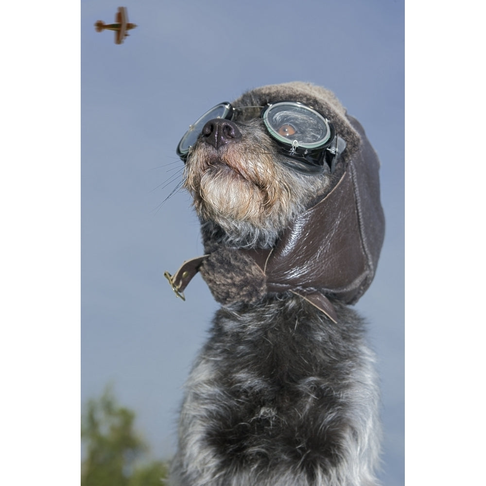 Mixed Breed Dog Dressed In Leather Cap And Aviator Glasses Looking Skyward Canada Alberta Poster Print Image 2