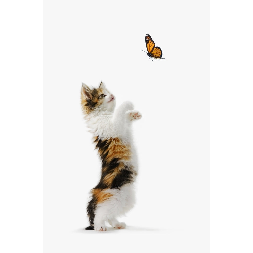 Kitten And Monarch Butterfly Poster Print Image 2