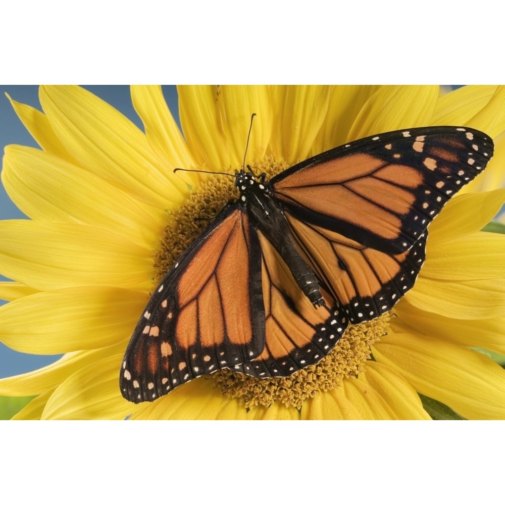 Monarch Butterfly On Sunflower. Poster Print Image 1