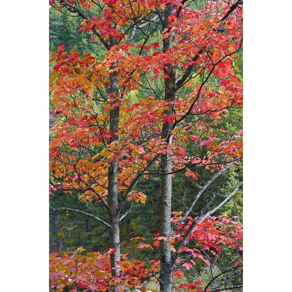 Autumn Sugar Maple Trees. Algonquin Provincial Park Ontario. Canada. Poster Print Image 1