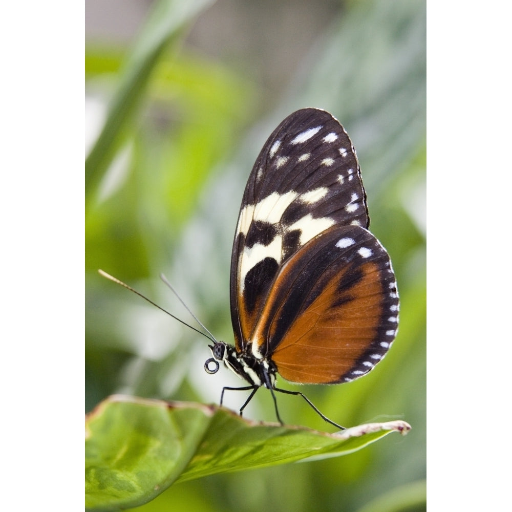 Tiger Longwing Butterfly Resting On Leaf Niagara Butterfly Conservatory Niagara Falls Ontario Canada. Image 2