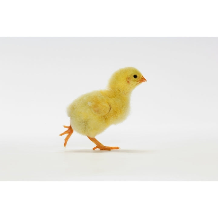 Yellow Chick. Baby Chicken. Poster Print Image 2