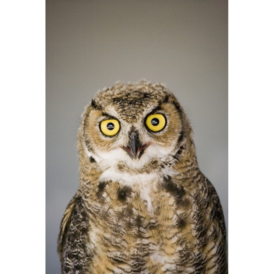 Immature Great Horned Owl Alberta Bird Of Prey Centre Image 1