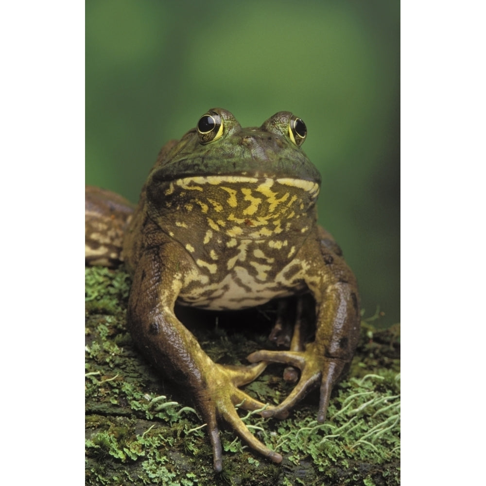 Tk0657 Thomas Kitchin; American Bullfrog. North America. Rana Catesbeiana. Poster Print Image 1