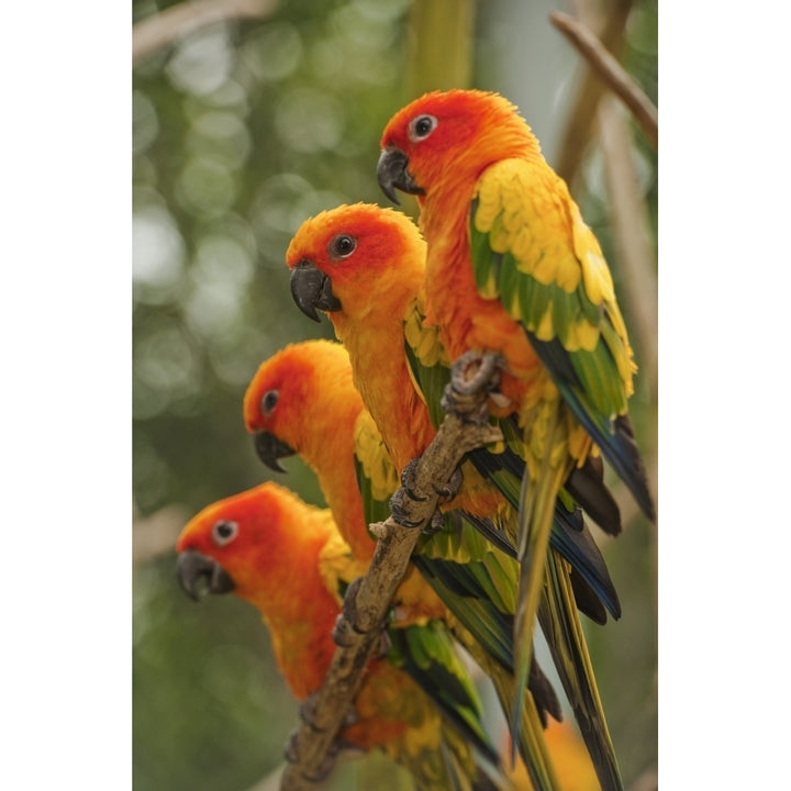 Orange Parakeets; Chiang Mai Thailand Poster Print Image 1