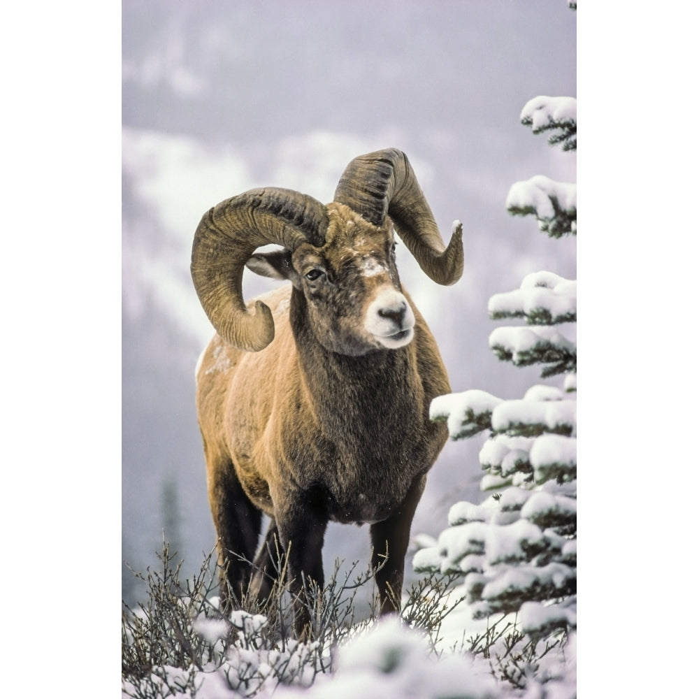 25084 Bighorn Sheep Winter Jasper Np Ab Canada by Thomas Kitchin and Victoria Hurst / Design Pics Image 1