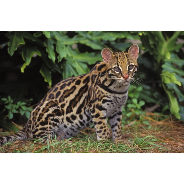 32603D Ocelot Southwestern Usa South America Poster Print Image 1