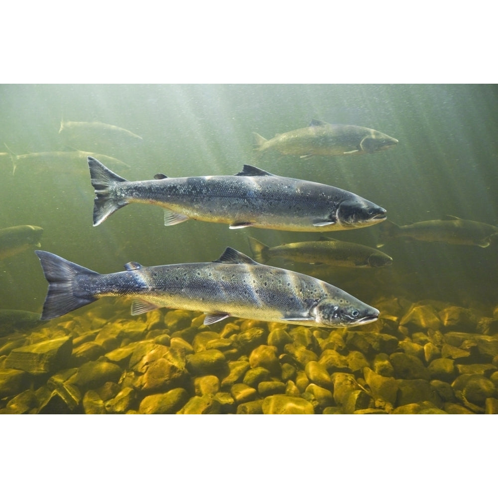 Atlantic Salmon Adults Migrate From Salt Water Of North Atlantic Ocean Upstream Through Freshwater Of Their Natal River Image 1