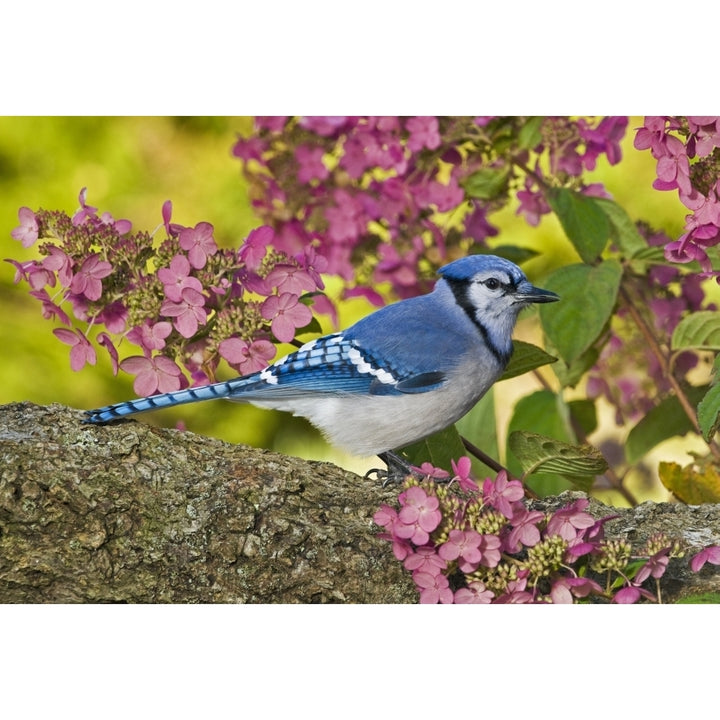 Blue Jay In Backyard Garden In Autumn Nova Scotia Poster Print Image 1