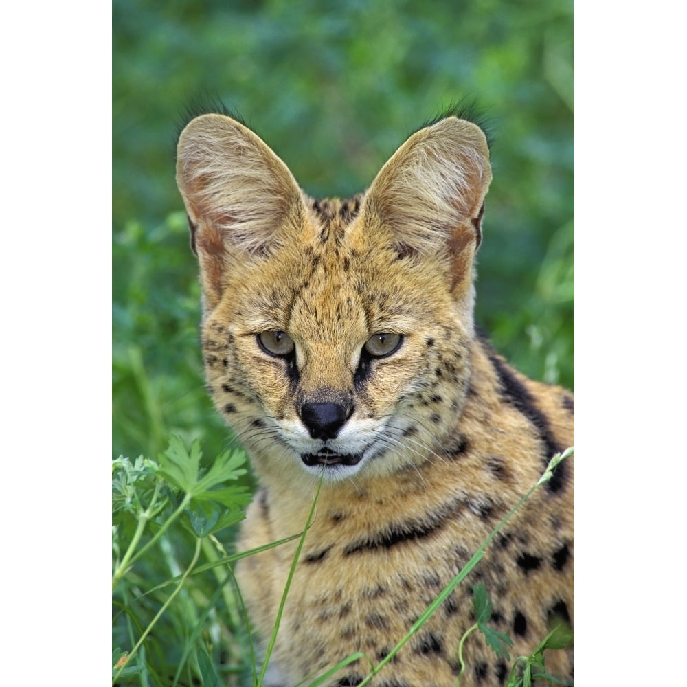 Serval. Huge Ears Act As Dish Antennae To Locate Prey. Africa. Felis Leptailurus Serval. Poster Print Image 1