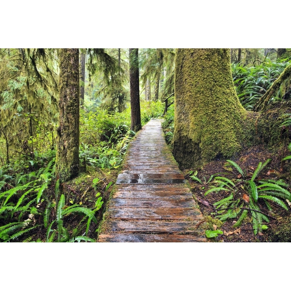 Boardwalk On The Rainforest Trail In Pacific Rim National Park; Vancouver Island British Columbia Canada Print Image 2