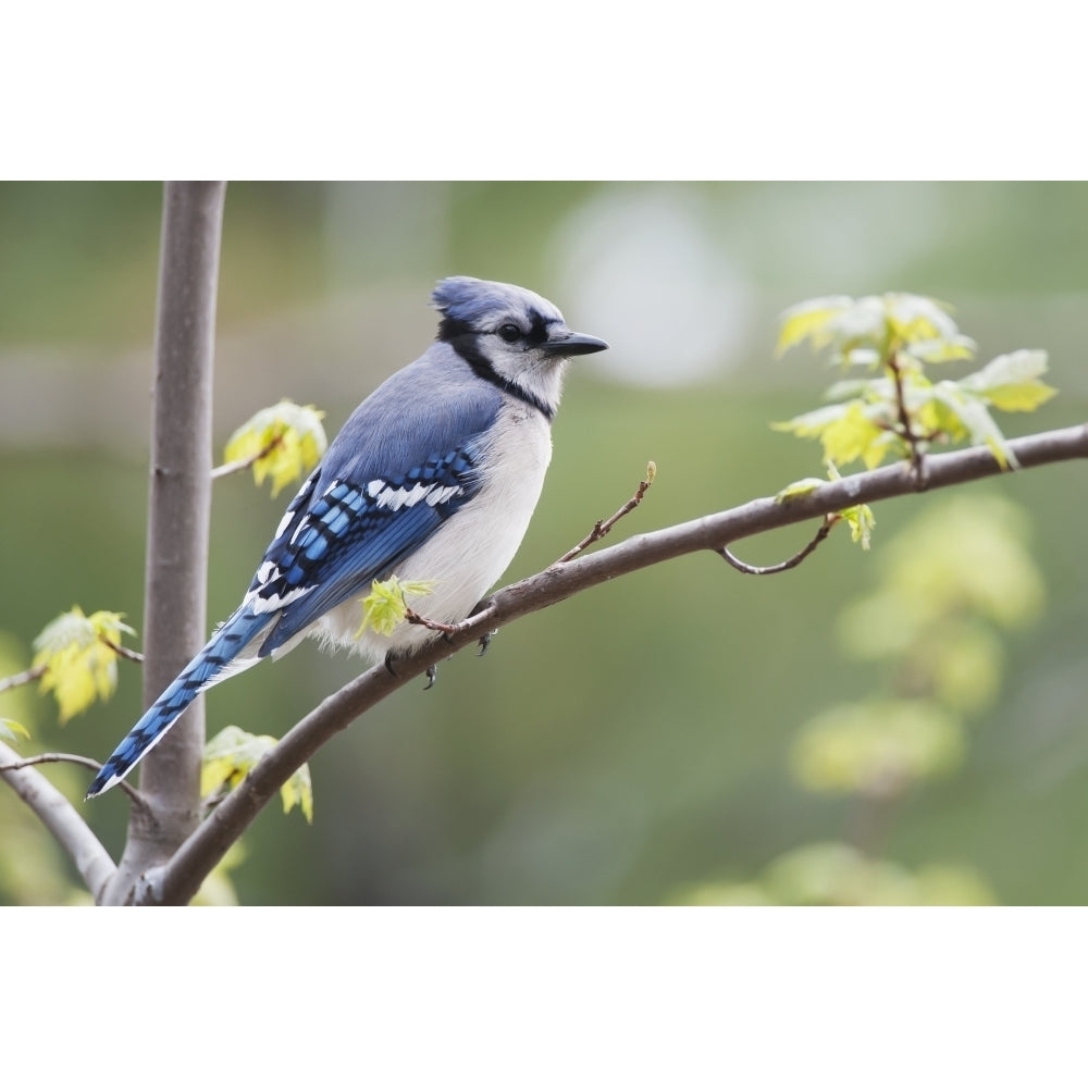 Blue Jay Perched On Budding Maple Tree In Springtime; Ontario Canada Poster Print Image 2