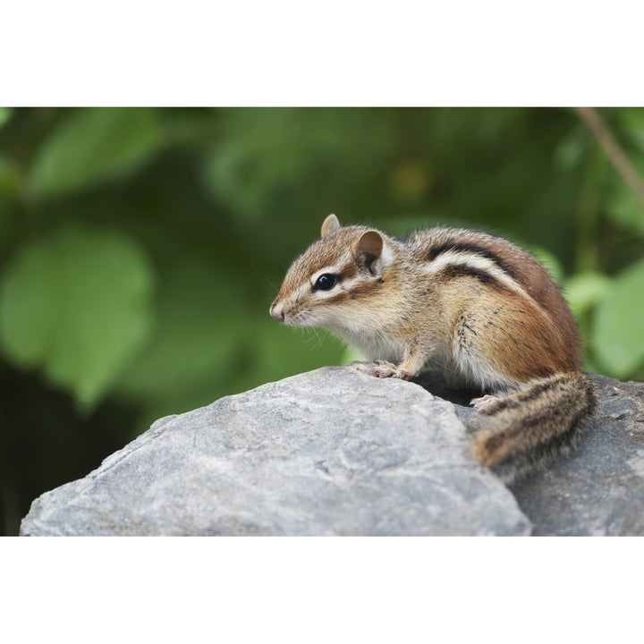 Eastern Chipmunk Sitting On A Rock; Ontario Canada Poster Print Image 2