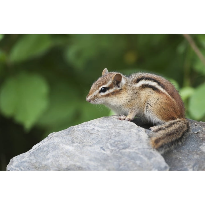 Eastern Chipmunk Sitting On A Rock; Ontario Canada Poster Print Image 1