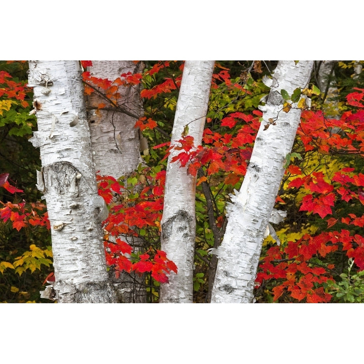 Birch Trees Surrounded By Red Maple Leaves In Algonquin Park; Ontario Canada Poster Print Image 2