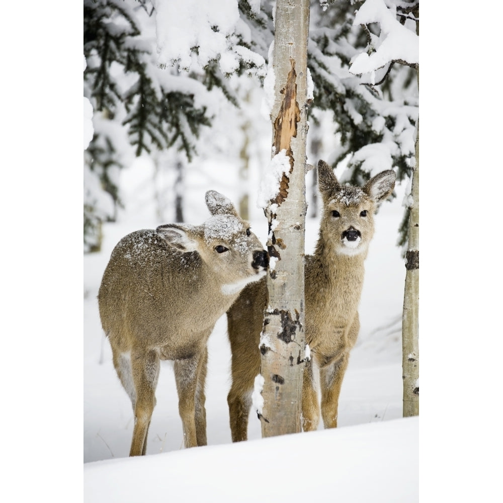 Two Young Deer In A Snow Covered Forest Chewing On Tree Bark; Kananaskis Country Alberta Canada Poster Print Image 2